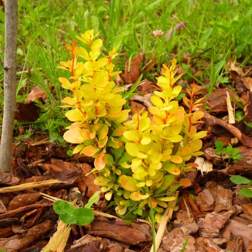 Berberis thunbergii 'Golden Dream' - Thunbergi kukerpuu 'Golden Dream' C3/3L